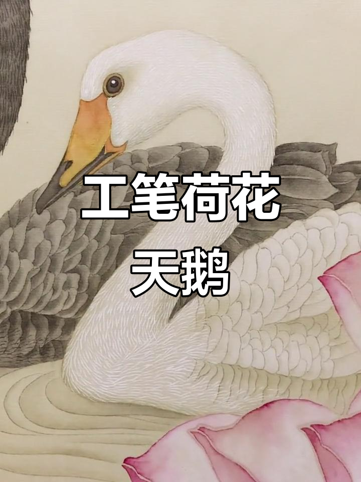 荷花与天鹅的工笔画，心情美美的！