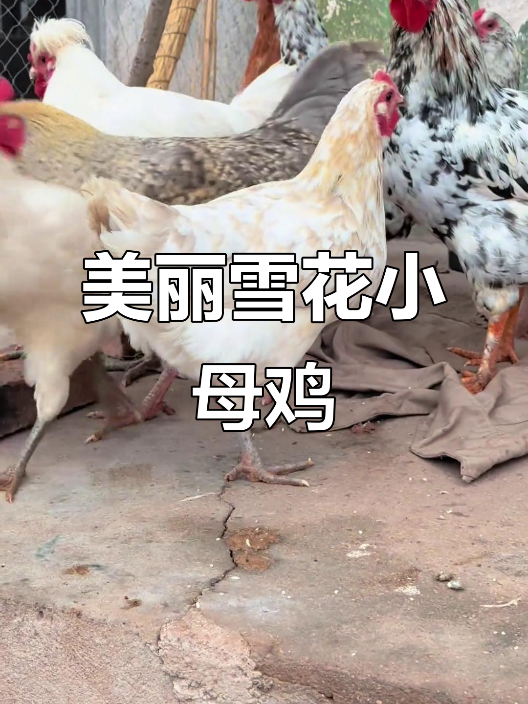 雪花母鸡太美了,浅灰黄花色让人惊艳