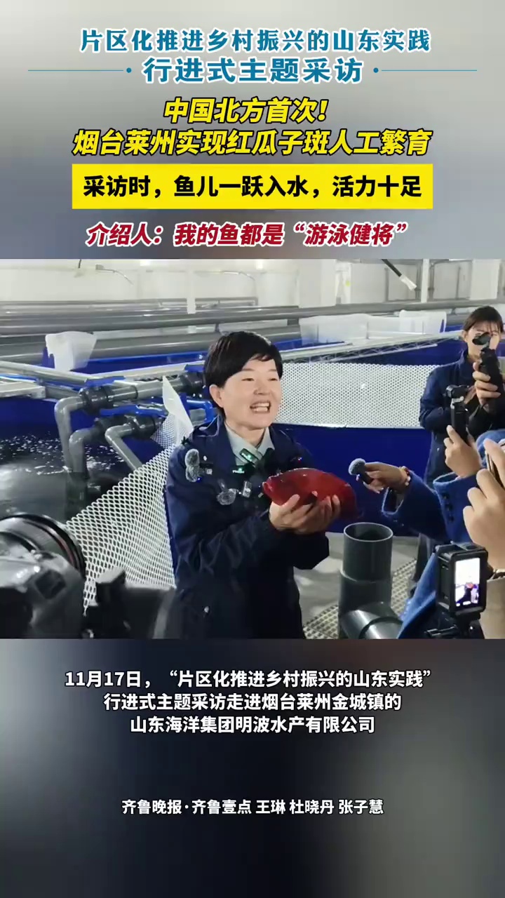 中国北方首次!烟台莱州实现红瓜子斑人工繁育,采访时,鱼儿一跃入水,活力十足,介绍人:我的鱼