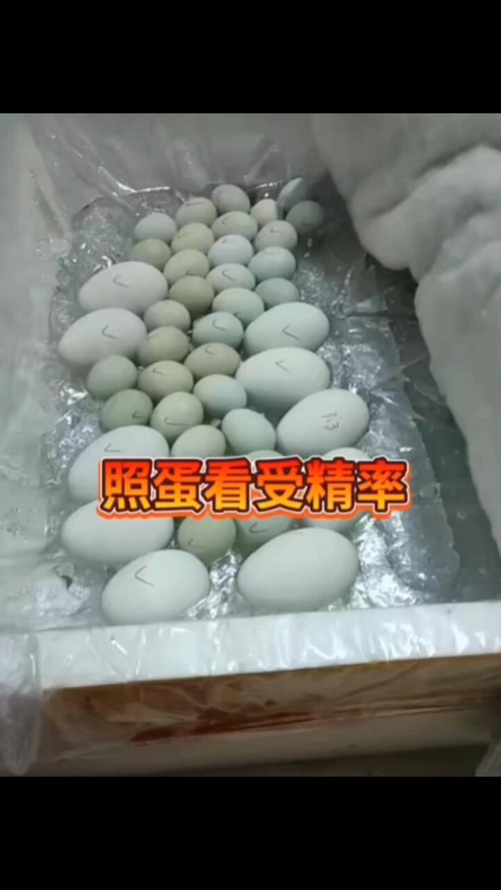 水床孵化鸡蛋鹅蛋