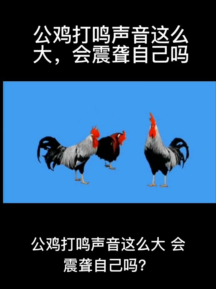 公鸡打鸣声音这么大,会震聋自己吗?