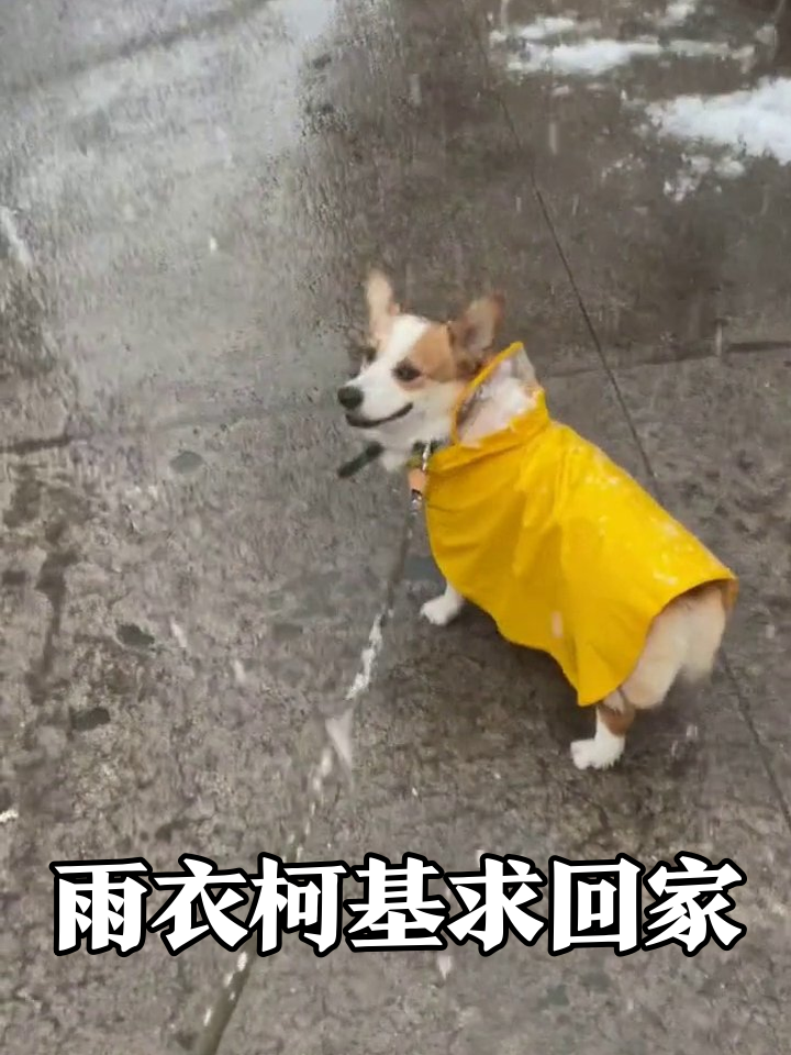 柯基穿黄雨衣雪中凹造型,脚凉求回家萌翻了