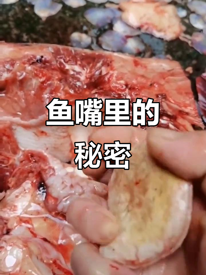 鱼的嘴里竟藏有宝石?红烧前别忘了先取出来!