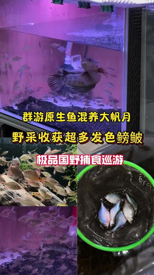 野采爆护发色高体鳑鲏,大帆月鳢捕食巡游