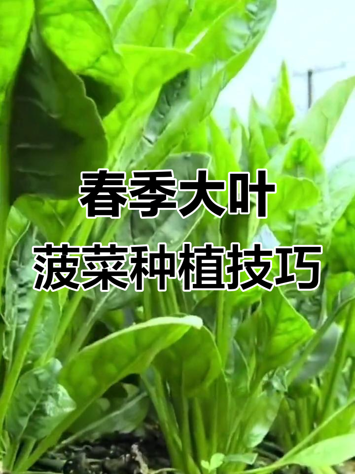 早春种大叶菠菜,低温下生长更鲜嫩,火锅必备美味