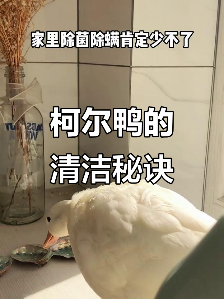 柯尔鸭日常大揭秘:如何保持家里干净无味