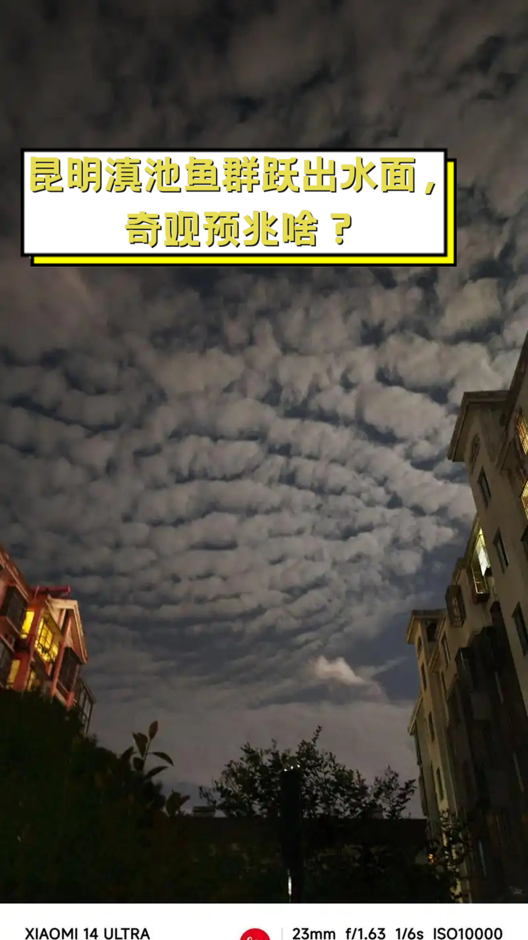 昆明滇池鱼群跃出水面,奇观预兆啥?