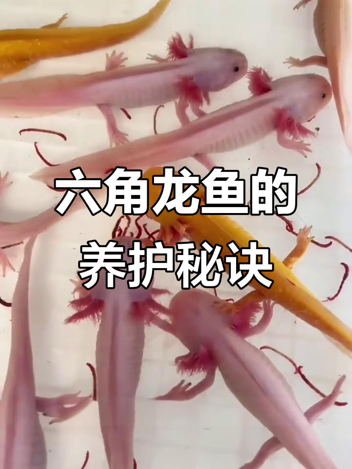 六角龙鱼,耐活冷水宠物,轻松饲养无需特殊照顾