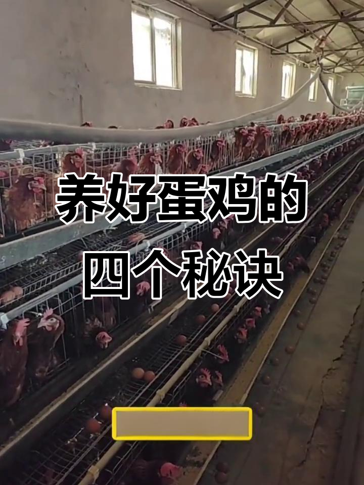 蛋鸡养殖四大技巧，轻松提高产蛋效率