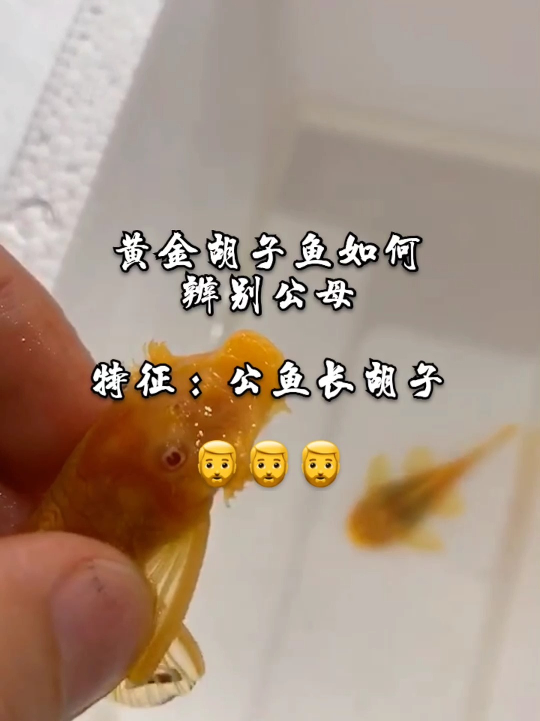 黄金胡子鱼如何分辩公母