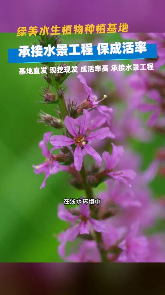 巴中市千屈菜多少钱