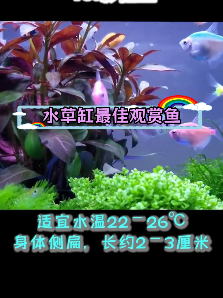 虎皮鱼适合水草缸,推荐其他热带鱼类