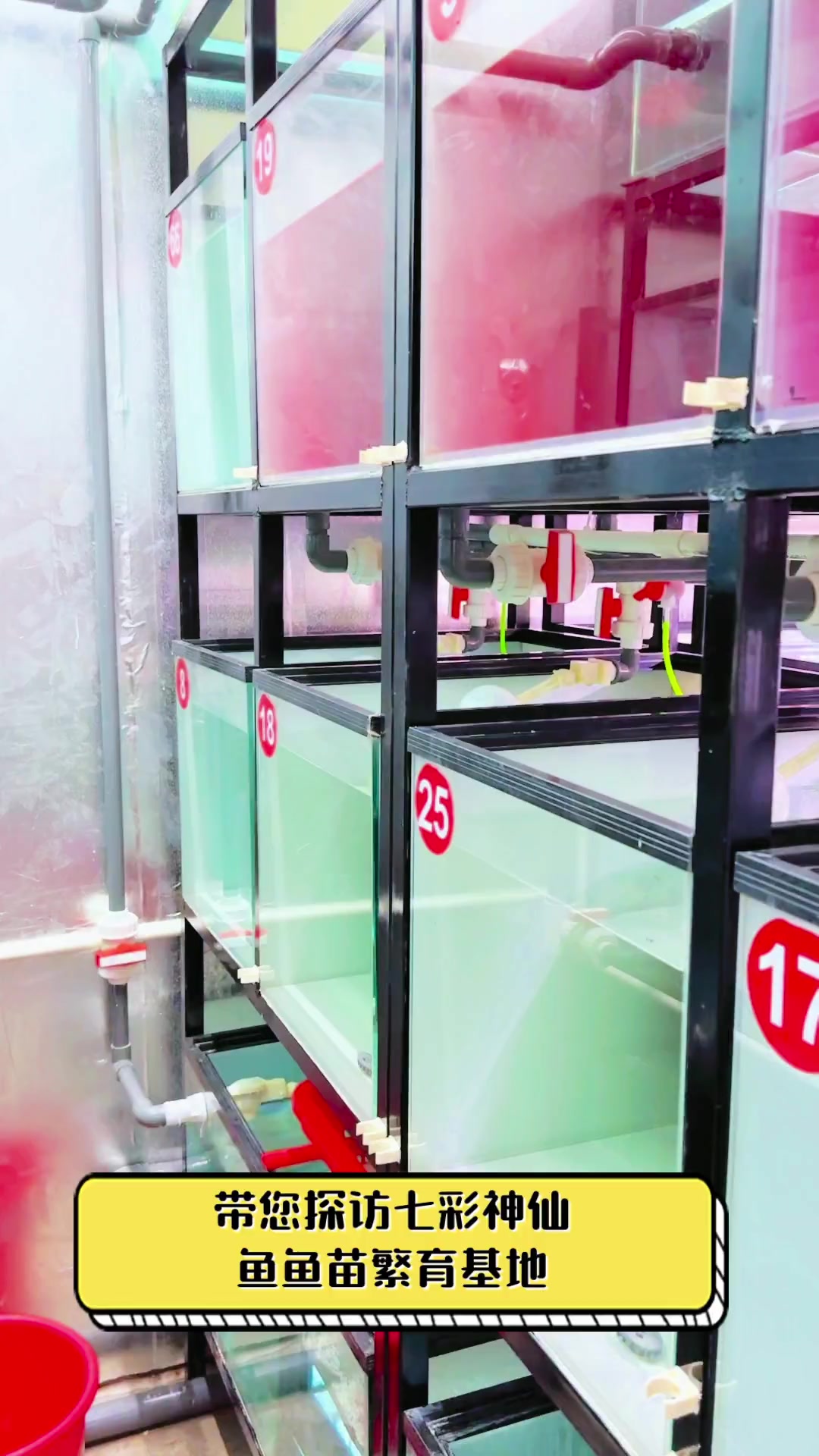 带您探访七彩神仙鱼鱼苗繁育基地