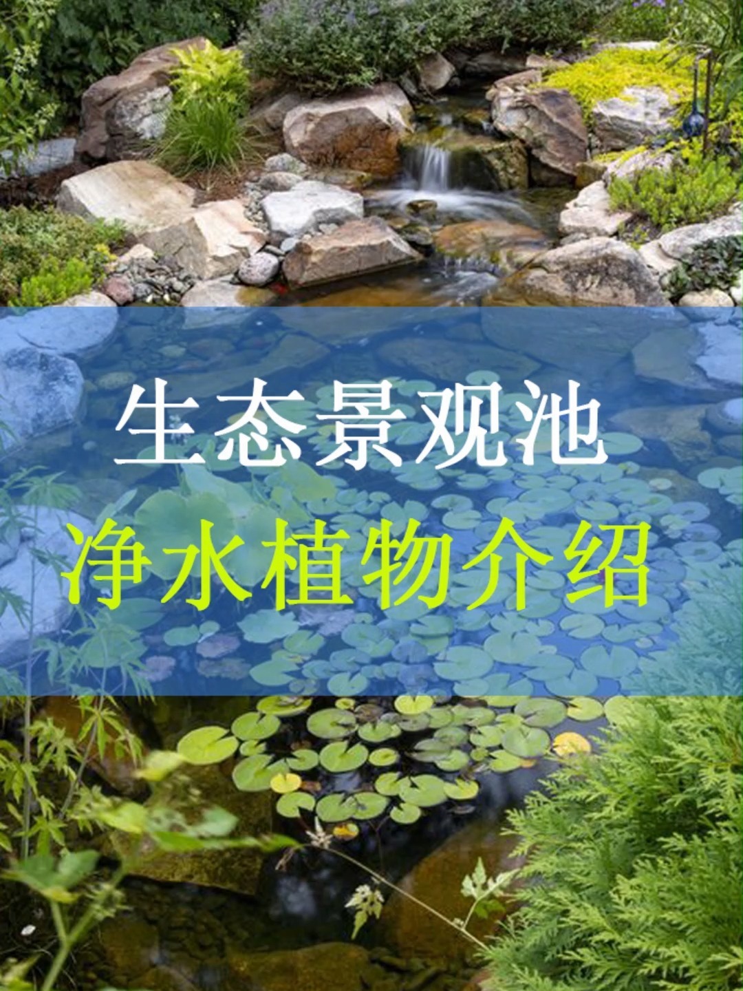 生态池塘丨净化水质怎么能少得了这些植物呢