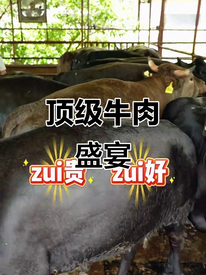 潮汕牛肉火锅,顶级和牛与精湛技艺的完美结合