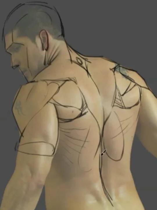 如何将复杂的背部肌肉结构轻松绘出?