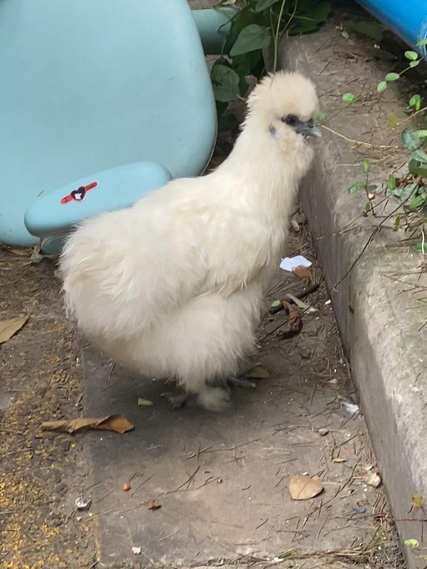 这是什么神仙鸡?社会鸭 小萌宠