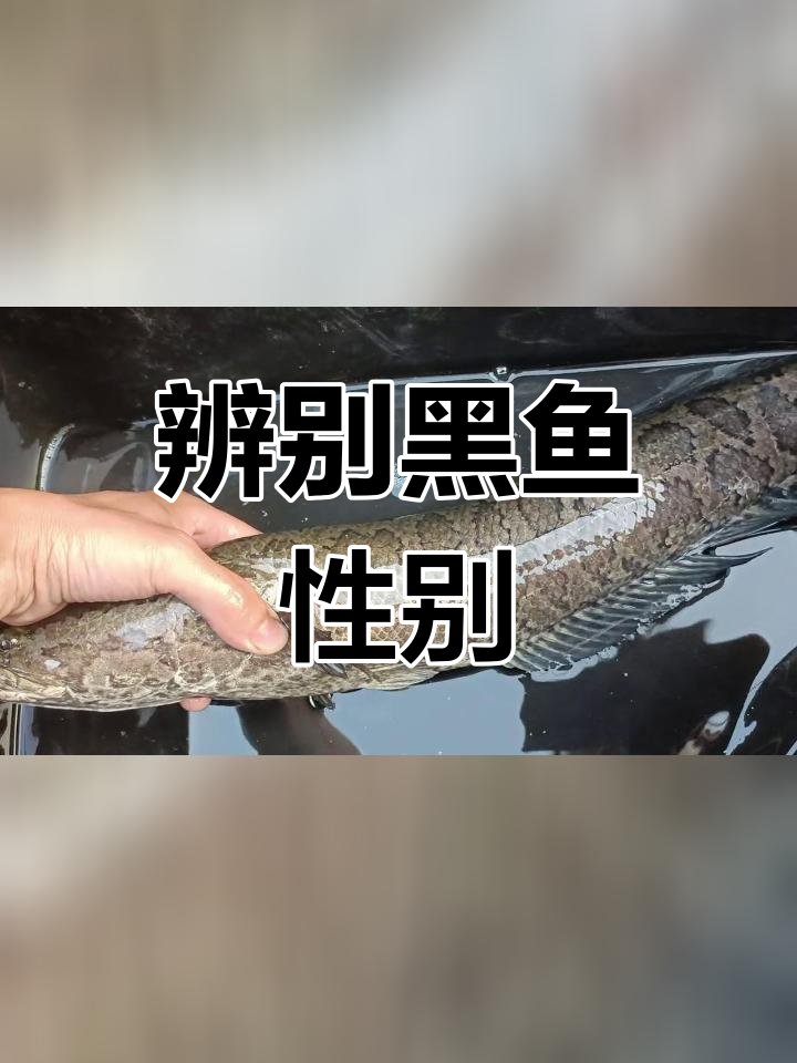 黑鱼公母分辨技巧大揭秘