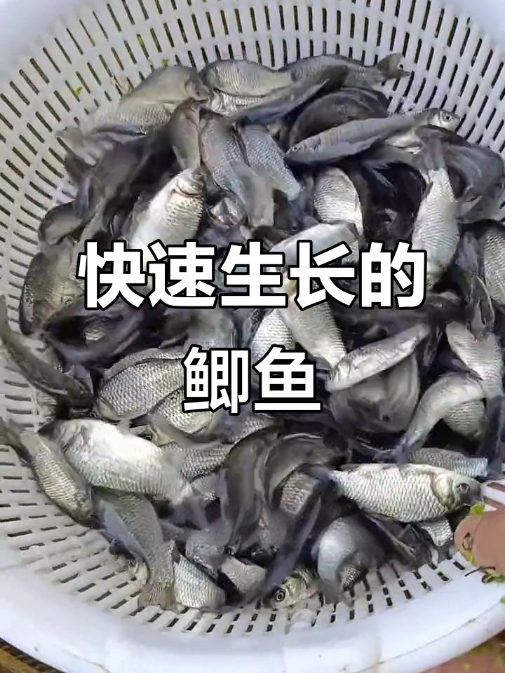 中科鲫鱼生长迅速,肉质鲜美,适应性广,养殖简单又高效