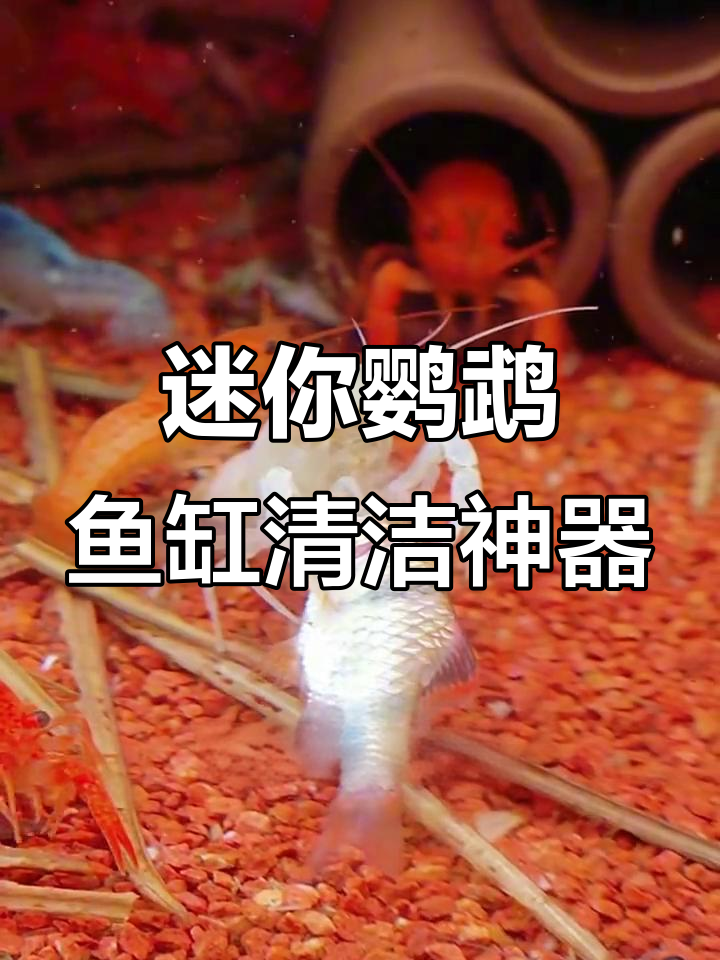 尝试多种工具，终于找到适合迷你鹦鹉鱼缸的清洁虾！