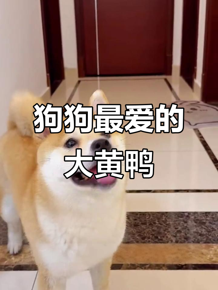 这个大黄鸭玩具让狗狗停不下来,拆家不再有