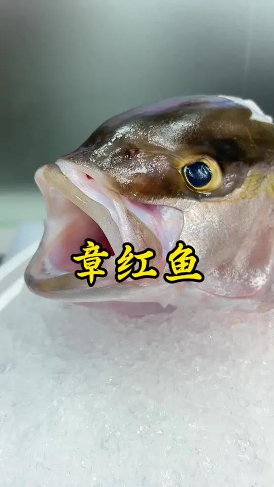 台海章红鱼帝王鲑,红酒鹅肝北极贝