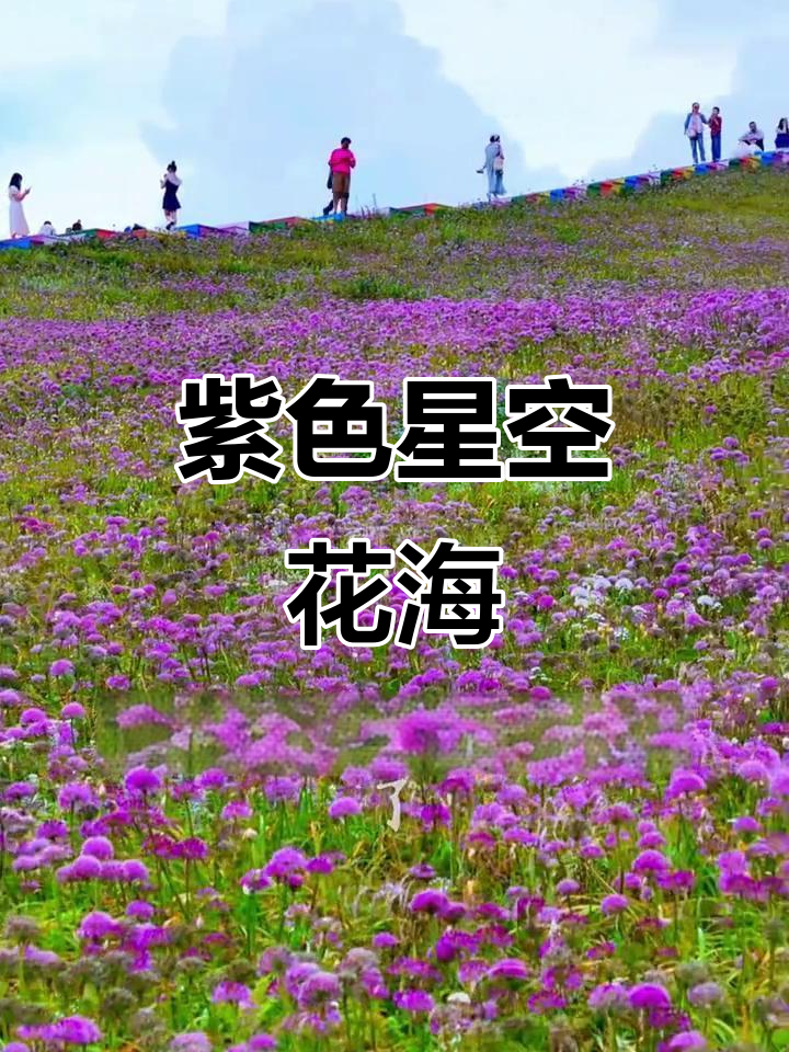贵州现神秘紫色花海，全球最大韭菜花盛景震撼登场！