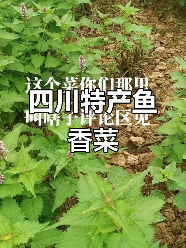 四川独有的鱼香菜,外地朋友尝过吗?