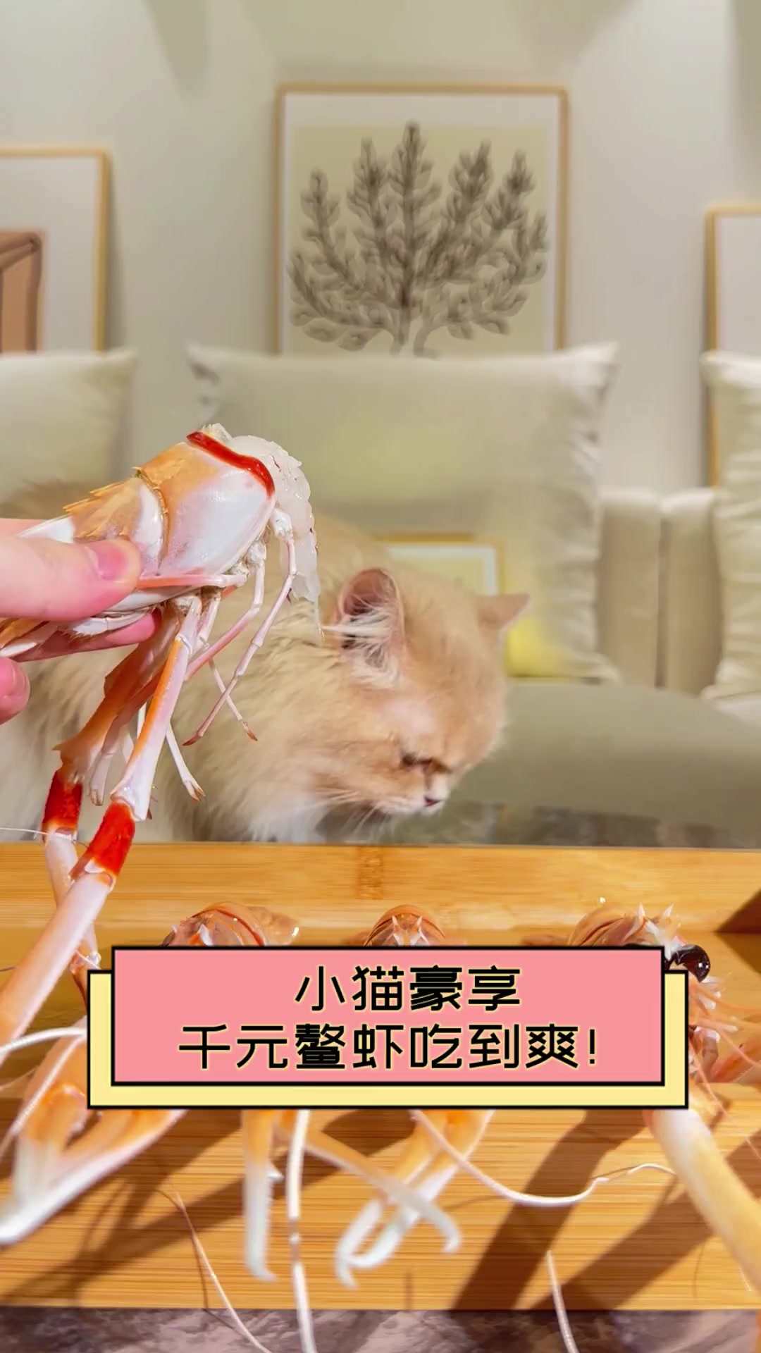 小猫豪享,千元鳌虾吃到爽!