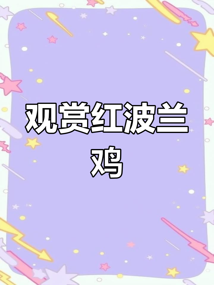 红波兰鸡:美丽鱼鳞纹,五谷杂粮饲养