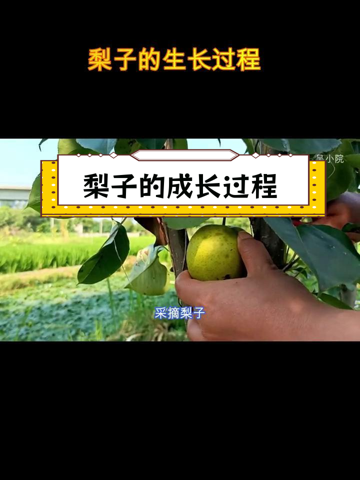 梨子生长过程揭秘,果肉鲜美多汁