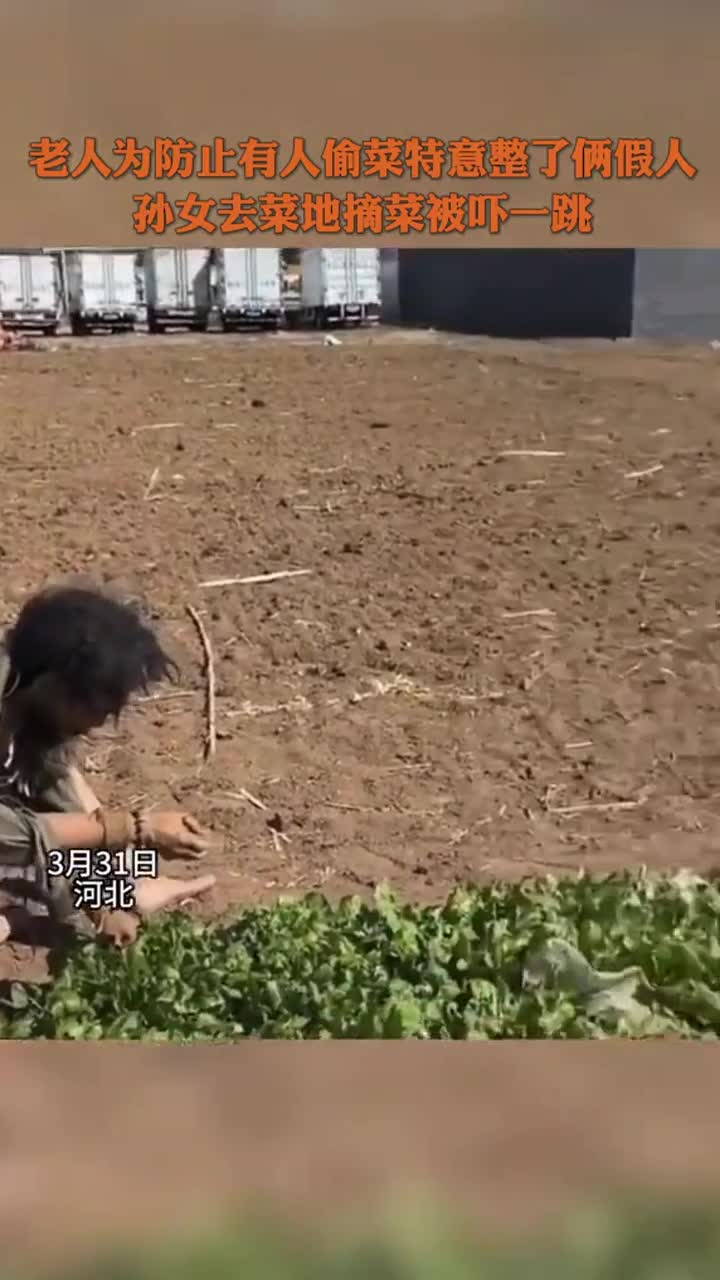 河北老人菜地摆假人防偷,孙女摘菜竟被吓一跳!