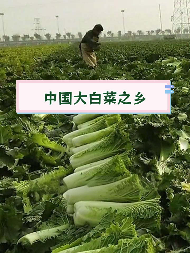 河北玉田大白菜:如何走向高端市场