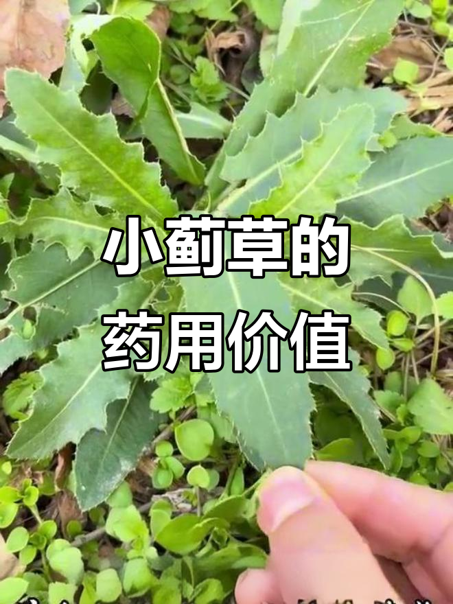 刺儿菜：一种常见却有神奇药用价值的植物