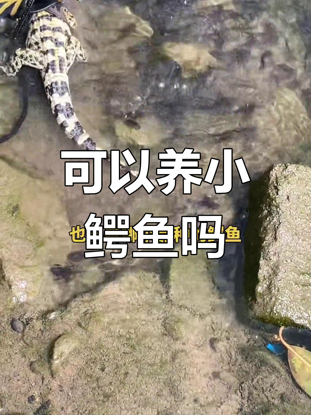 人工养殖小鳄鱼合法吗?