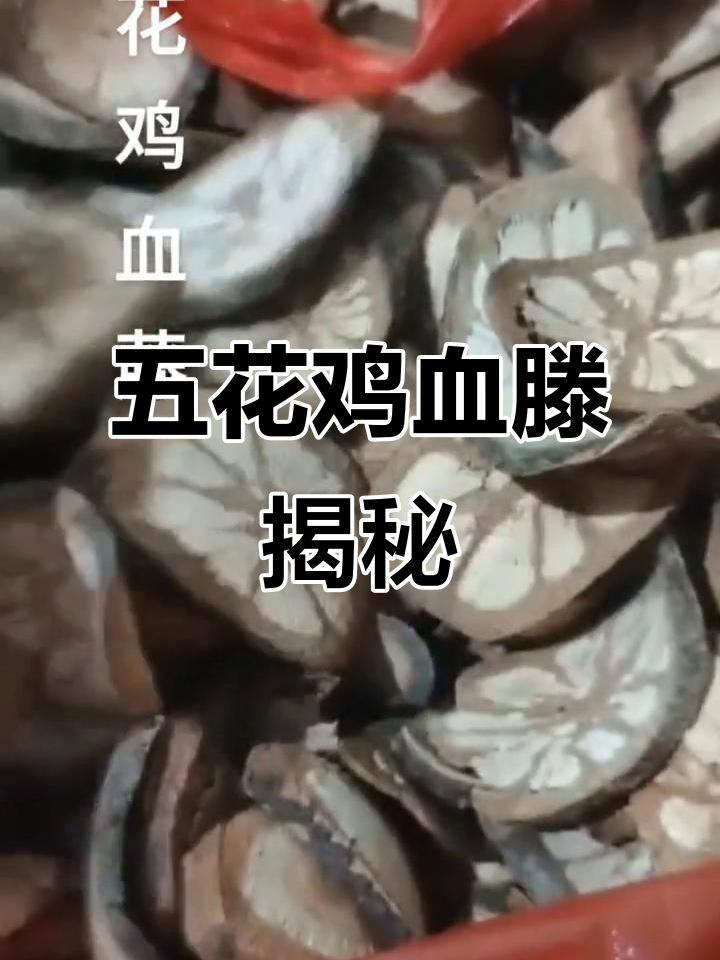 五花鸡血藤,你认识吗?评论区见分晓