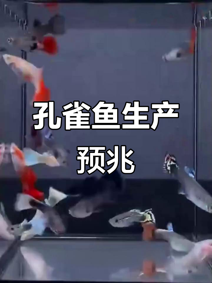 孔雀鱼临产前有征兆,腹部膨大、安静躲藏