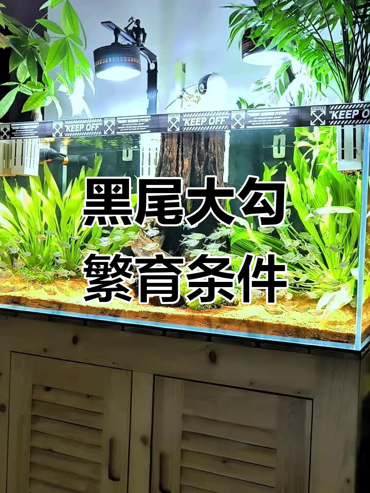 黑尾大勾繁殖全攻略：水质、光照与配对技巧