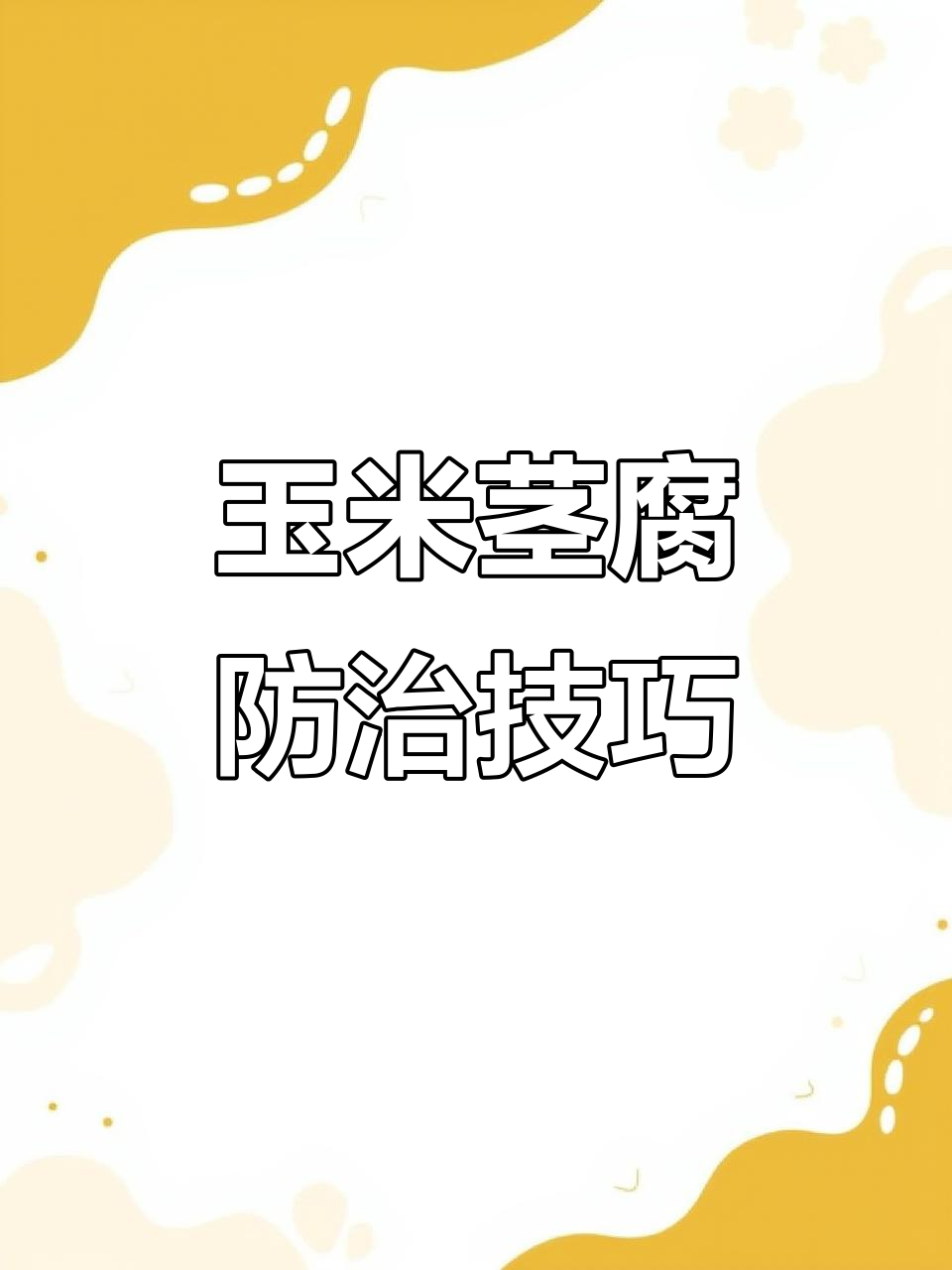 玉米茎腐病来袭,如何提前预防?