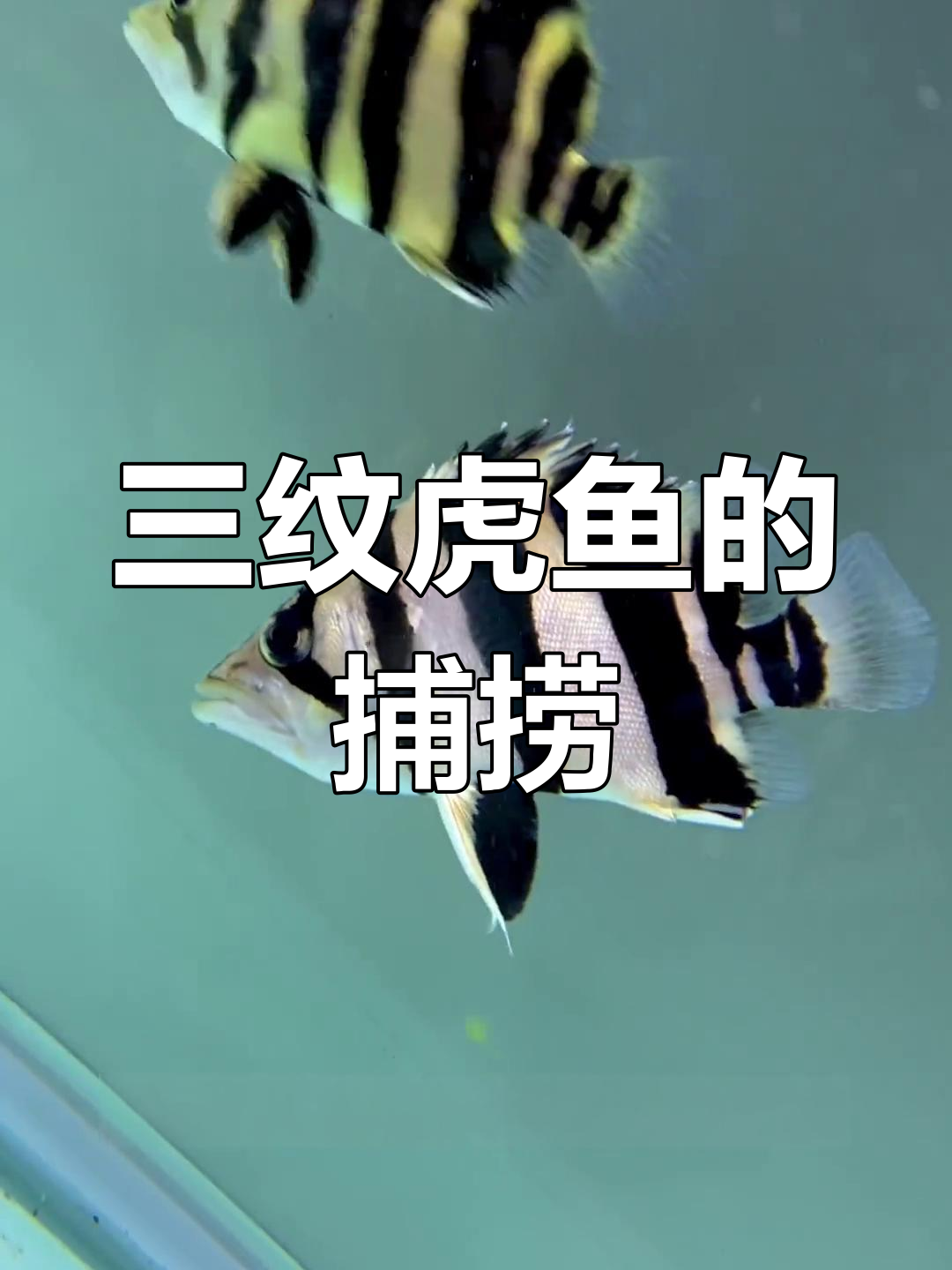 印尼渔民捕获纯正三纹虎鱼,肚颈完美无瑕