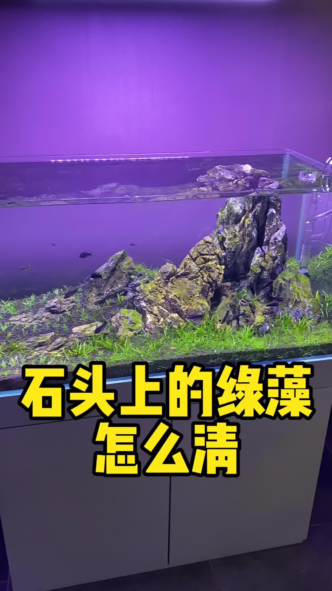 石头上的绿藻怎么清理,顺带我还破获一起悬案!水族 鱼缸 养鱼