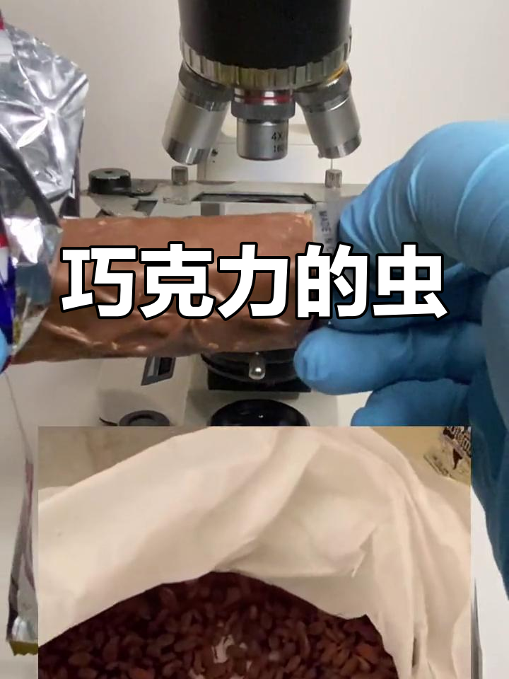 巧克力中的虫子真相,看完惊呆了