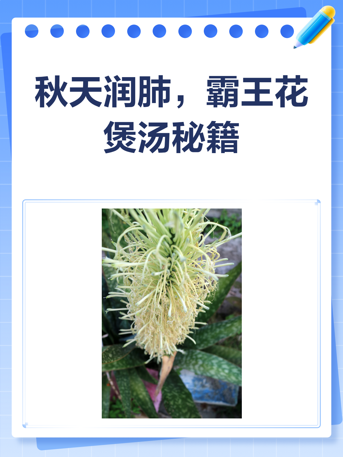 秋天润燥神器!霸王花煲汤的那些事儿