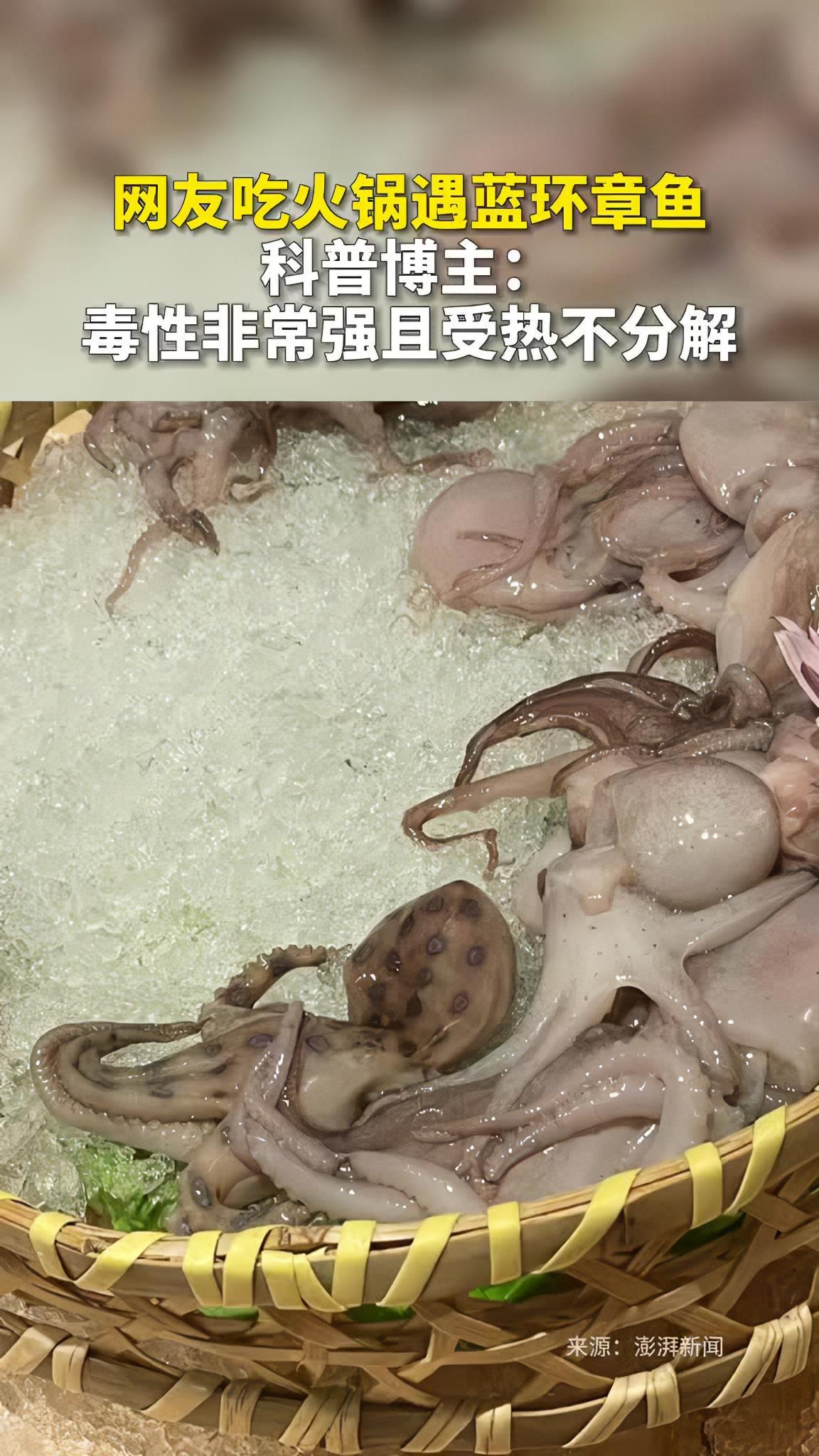 网友吃火锅遇蓝环章鱼。科普博主:毒性非常强且受热不分解。温馨提醒:蓝环章鱼千万不能吃!科普