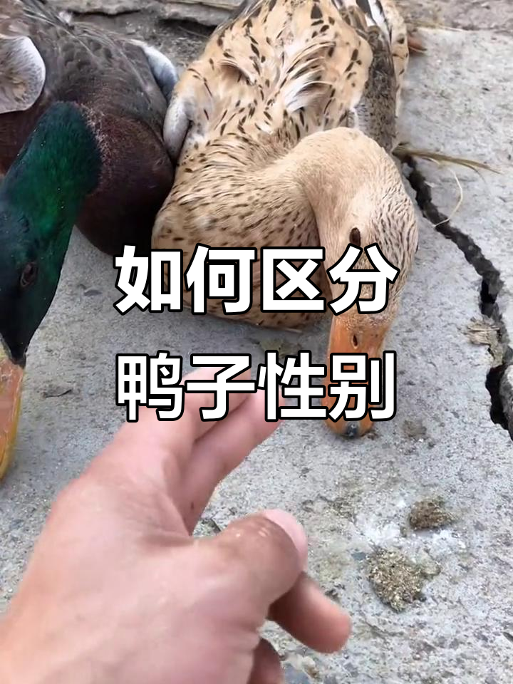 分辨鸭子的公母,白洋淀麻鸭的独特特征