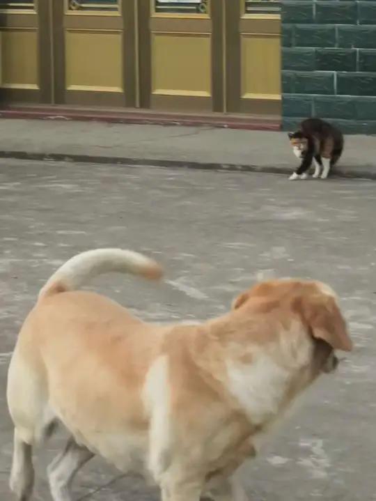 包子:这只不太可爱,就不追了……