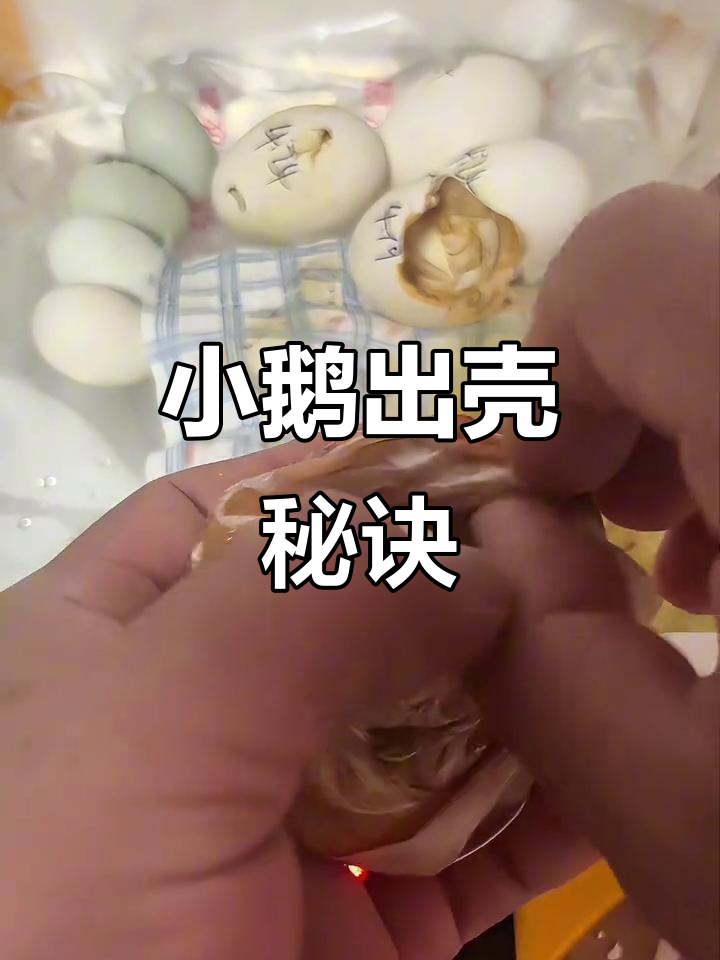 水床孵化30天,小鹅破壳轻松搞定!
