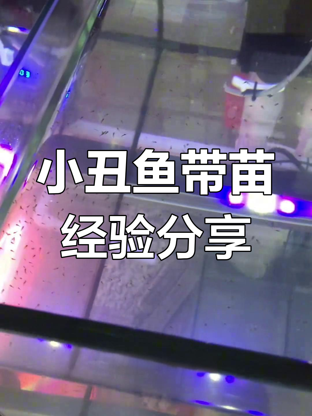小丑鱼繁殖难度大揭秘,如何解决轮虫问题