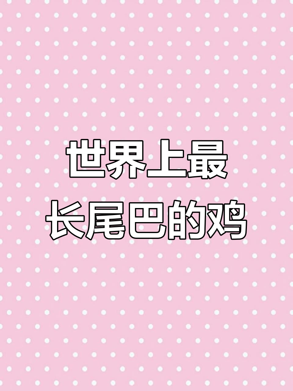 长尾鸡的羽毛长达六米,堪比四层楼高!