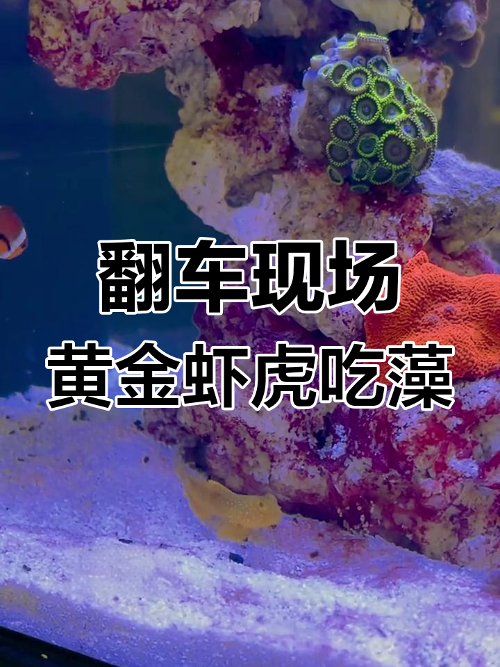 黄金虾虎竟然吃藻!